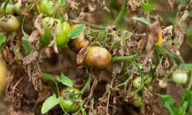 Меры борьбы с заболеваниями и вредителями