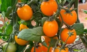 Описание куста и плодов