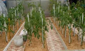 Мульчирование