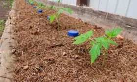 Мульчирование