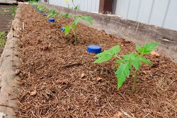 Мульчирование