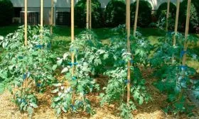 Мульчирование