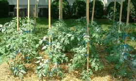 Мульчирование помидор