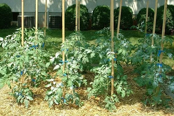 Мульчирование помидор