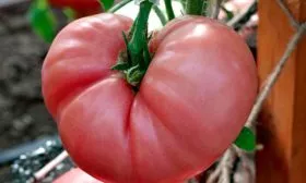 описание плодов