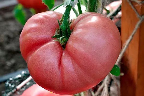 описание плодов