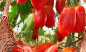 Описание растения и плодов