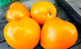 Ночная свеча