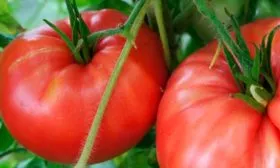 Область применения