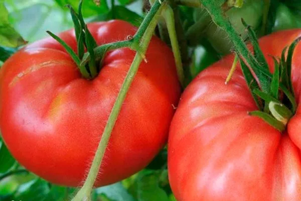 Область применения