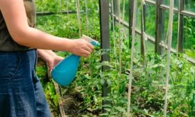 Обработка от болезней и вредителей