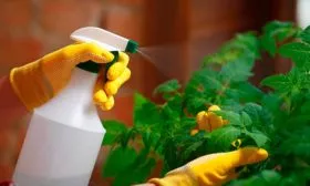 Обработка от болезней и вредителей