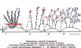 Обрезка и формирование