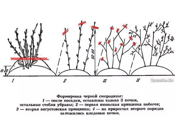 Обрезка и формирование