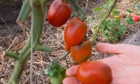 Описание культуры