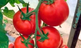 Описание куста Анюта