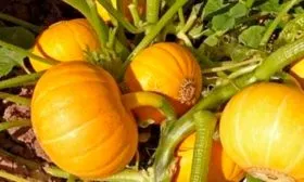 Описание куста и плодов