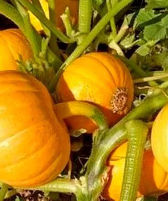 Описание куста и плодов