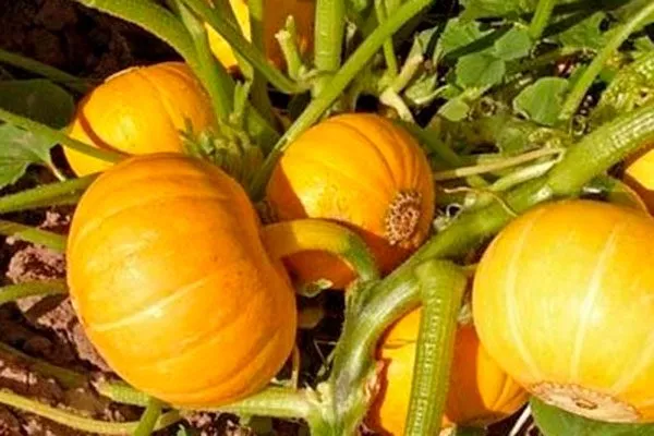 Описание куста и плодов