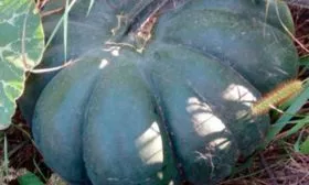 Описание куста и плодов