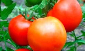 Описание куста и плодов