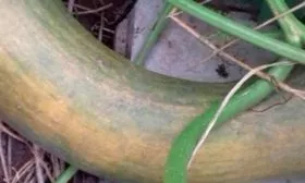 Описание куста и плодов