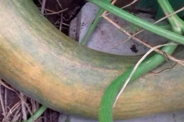 Описание куста и плодов