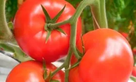 Описание куста и плодов