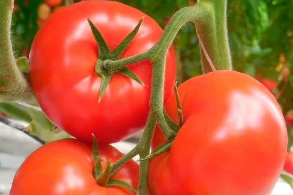 Описание куста и плодов