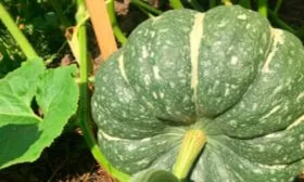 Описание куста и плодов