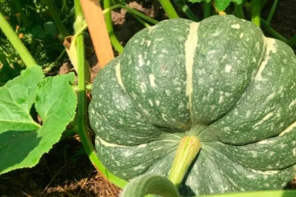 Описание куста и плодов