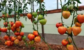 Описание куста и плодов