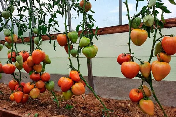 Описание куста и плодов