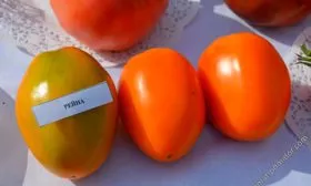 Описание куста и плодов