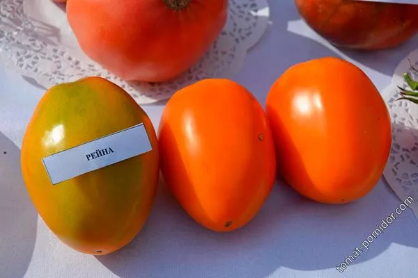 Описание куста и плодов