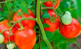 Описание куста и плодов