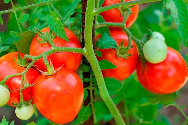 Описание куста и плодов