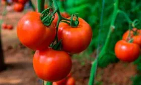 Описание куста и плодов