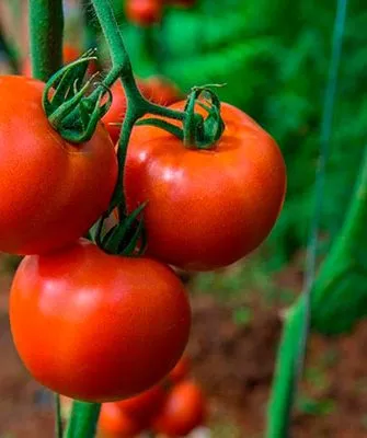 Описание куста и плодов