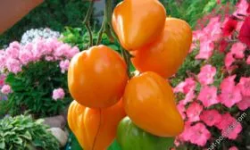 Описание куста и плодов