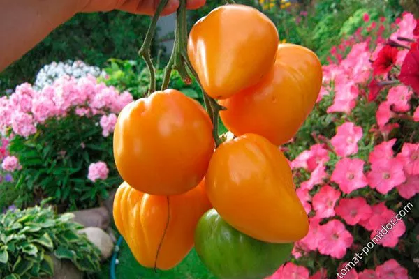 Описание куста и плодов