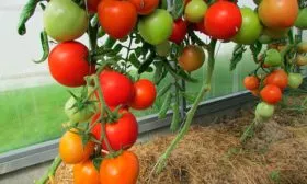 Описание куста и плодов