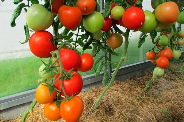 Описание куста и плодов