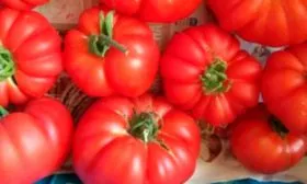 Описание куста и плодов3