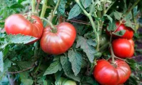 Описание куста и плодов