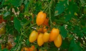 Описание куста и плодов