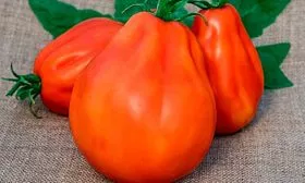 Описание куста и плодов