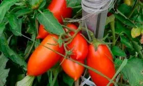 Описание куста и плодов