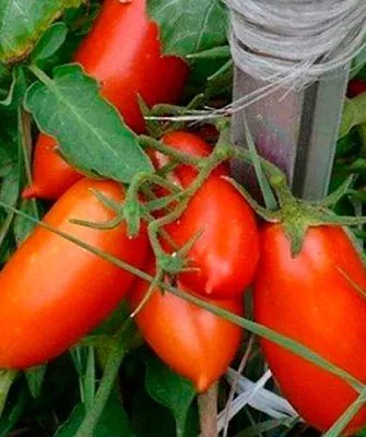 Описание куста и плодов