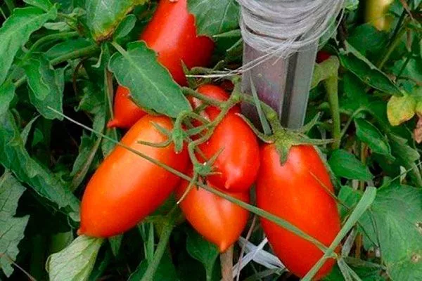 Описание куста и плодов